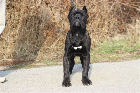 * Ready now!* both parents can be seen, dad can be seen working. . Best cane corso breeders in the world